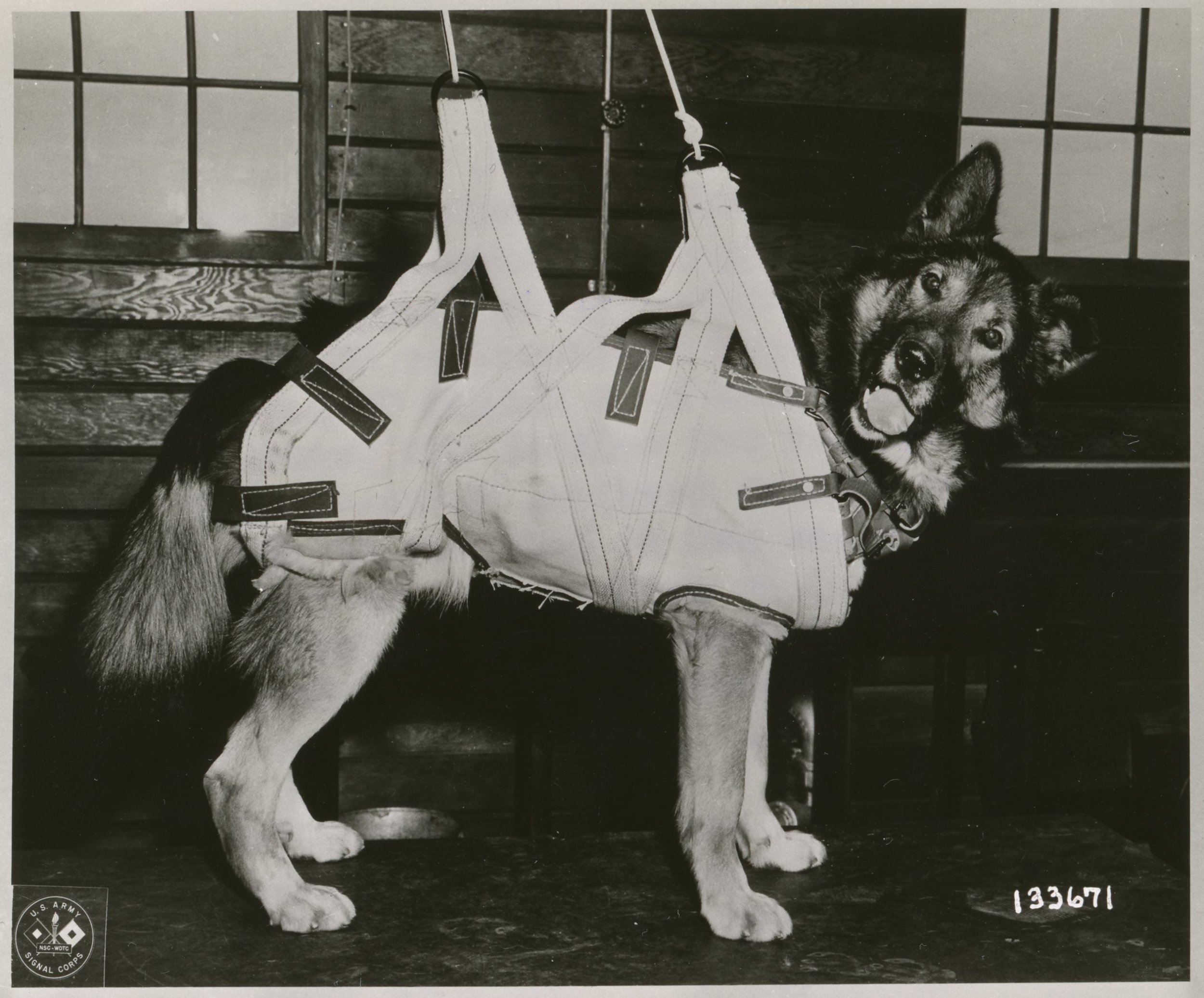 During World War II, what type of job were American war dogs trained for in teams of two handlers and two dogs, rather than the more usual setup of one handler and one dog? (Photo does not depict correct answer.)